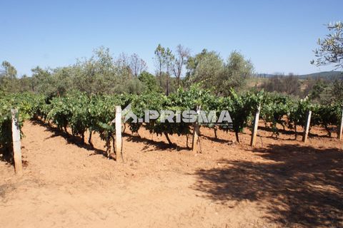Farm i Fundao, Castelo Branco, Fundao - € 60.000 | Ref: PP4202 - foto 2