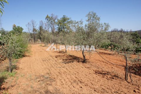 Farm i Fundao, Castelo Branco, Fundao - € 60.000 | Ref: PP4202 - foto 4