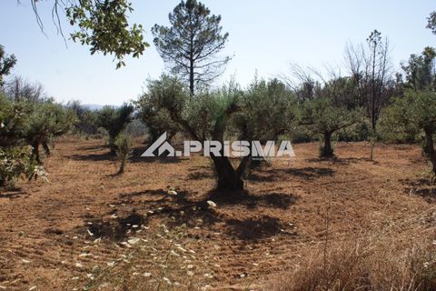 Farm i Fundao, Castelo Branco, Fundao - € 60.000 | Ref: PP4202 - foto 5