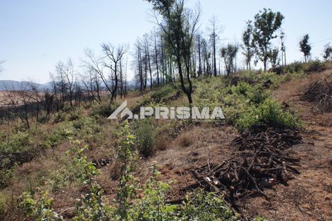 Farm i Fundao, Castelo Branco, Fundao - € 60.000 | Ref: PP4202 - foto 8