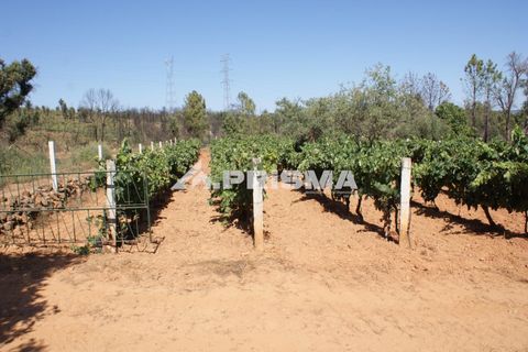 Farm i Fundao, Castelo Branco, Fundao - € 60.000 | Ref: PP4202 - foto 12