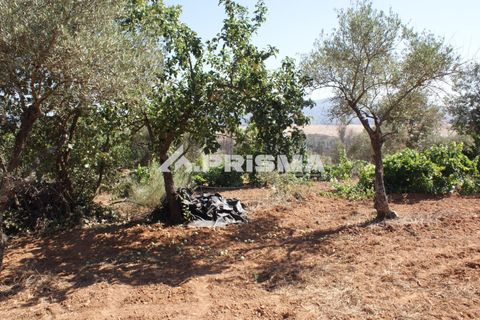 Farm i Fundao, Castelo Branco, Fundao - € 60.000 | Ref: PP4202 - foto 13
