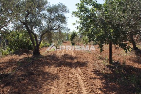 Farm i Fundao, Castelo Branco, Fundao - € 60.000 | Ref: PP4202 - foto 16