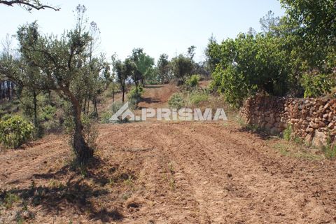 Farm i Fundao, Castelo Branco, Fundao - € 60.000 | Ref: PP4202 - foto 17