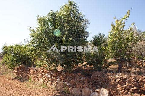Farm i Fundao, Castelo Branco, Fundao - € 60.000 | Ref: PP4202 - foto 18
