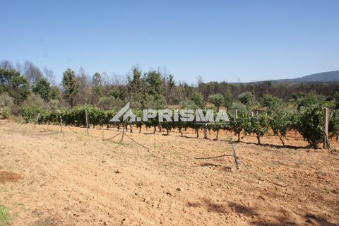 Farm i Fundao, Castelo Branco, Fundao - € 60.000 | Ref: PP4202 - foto 20