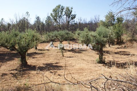 Farm i Fundao, Castelo Branco, Fundao - € 60.000 | Ref: PP4202 - foto 22