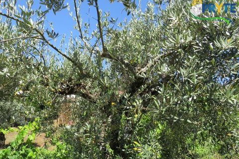 Villa a Gois, Coimbra, Gois - € 60.000 | Ref: PM26 - foto 16