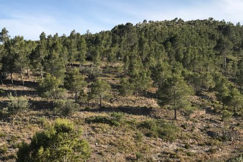 Finca i Benifallet, Tarragona, Benifallet - € 29 000 | Ref: At - foto 13