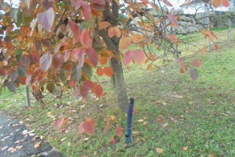 Helårsgrund i Stienta, Rovigo, Stienta - € 45.000 | Ref: SI0702 - foto 5