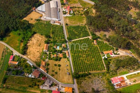 Helårsgrund i Agueda, Aveiro, Agueda - € 20.700 | Ref: ZMPT559455 - foto 3