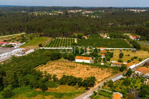 Helårsgrund i Agueda, Aveiro, Agueda - € 20.700 | Ref: ZMPT559455 - foto 7