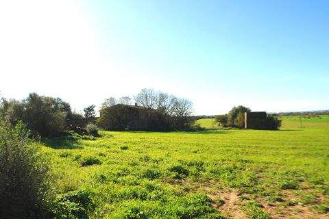 Terra a Campos, Mallorca, Campos - € 682.000 | Ref: CR0007 - foto 9