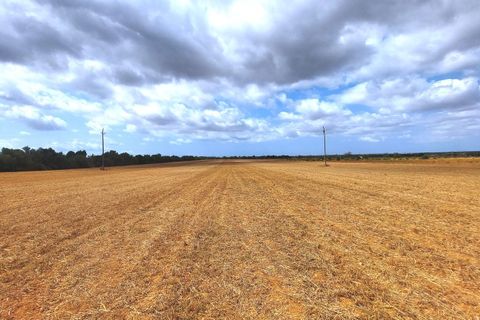 Terra a Campos, Mallorca, Campos - € 682.000 | Ref: CR0007 - foto 14