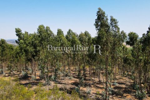 Landejendom i Estremoz, Evora, Estremoz - € 1.099.000 | Ref: 959-3 - foto 4