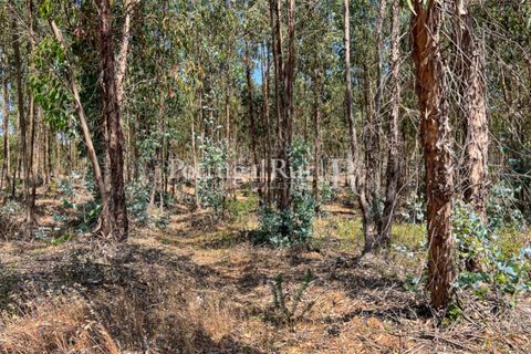 Landejendom i Estremoz, Evora, Estremoz - € 1.099.000 | Ref: 959-3 - foto 18
