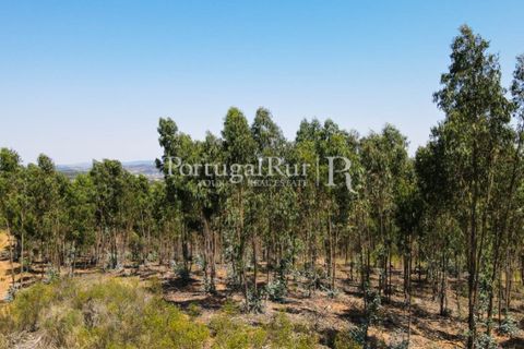Landejendom i Estremoz, Evora, Estremoz - € 1.099.000 | Ref: 959-3 - foto 21