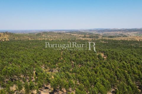 Landejendom i Estremoz, Evora, Estremoz - € 1.099.000 | Ref: 959-3 - foto 22