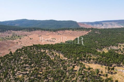 Landejendom i Estremoz, Evora, Estremoz - € 1.099.000 | Ref: 959-3 - foto 35