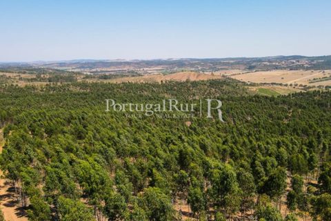 Landejendom i Estremoz, Evora, Estremoz - € 1.099.000 | Ref: 959-3 - foto 38