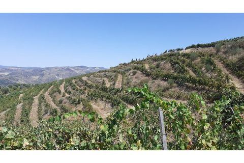Farm i Valenca do douro, Viseu, Valenca do douro - € 330.000 | Ref: LMG_3859 - N - foto 3