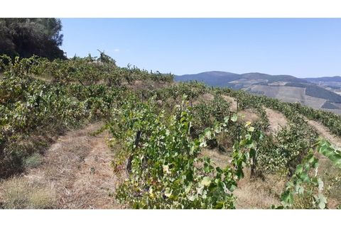 Farm i Valenca do douro, Viseu, Valenca do douro - € 330.000 | Ref: LMG_3859 - N - foto 5