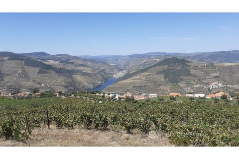 Farm i Valenca do douro, Viseu, Valenca do douro - € 330.000 | Ref: LMG_3859 - N - foto 6