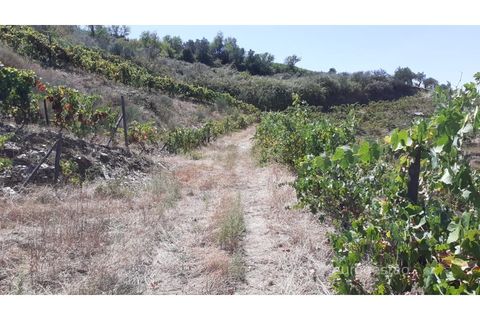 Farm i Valenca do douro, Viseu, Valenca do douro - € 330.000 | Ref: LMG_3859 - N - foto 7