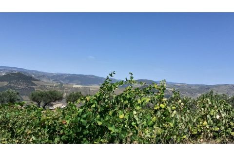 Farm i Valenca do douro, Viseu, Valenca do douro - € 330.000 | Ref: LMG_3859 - N - foto 13