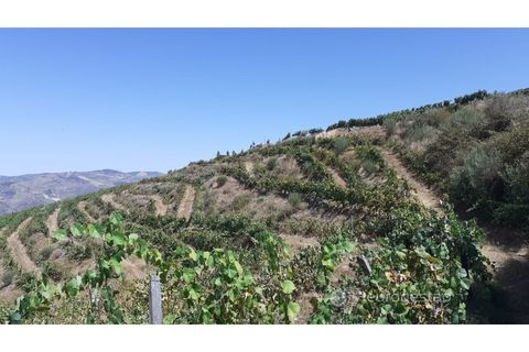 Farm i Valenca do douro, Viseu, Valenca do douro - € 330.000 | Ref: LMG_3859 - N - foto 18