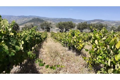 Farm i Valenca do douro, Viseu, Valenca do douro - € 330.000 | Ref: LMG_3859 - N - foto 19