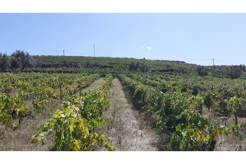 Farm i Valenca do douro, Viseu, Valenca do douro - € 330.000 | Ref: LMG_3859 - N - foto 21