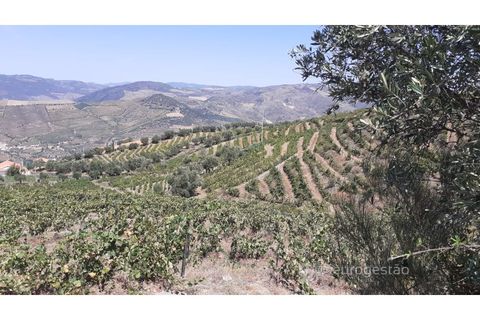Farm i Valenca do douro, Viseu, Valenca do douro - € 330.000 | Ref: LMG_3859 - N - foto 22
