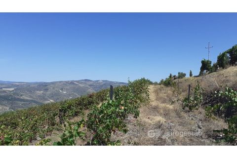 Farm i Valenca do douro, Viseu, Valenca do douro - € 330.000 | Ref: LMG_3859 - N - foto 23