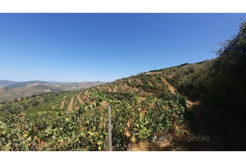 Farm i Valenca do douro, Viseu, Valenca do douro - € 330.000 | Ref: LMG_3859 - N - foto 24