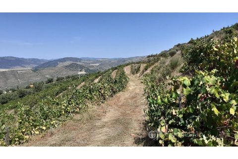 Farm i Valenca do douro, Viseu, Valenca do douro - € 330.000 | Ref: LMG_3859 - N - foto 25