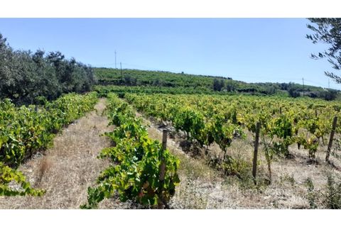 Farm i Valenca do douro, Viseu, Valenca do douro - € 330.000 | Ref: LMG_3859 - N - foto 26