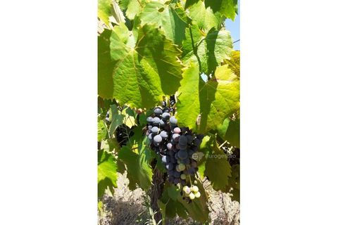 Farm i Valenca do douro, Viseu, Valenca do douro - € 330.000 | Ref: LMG_3859 - N - foto 27