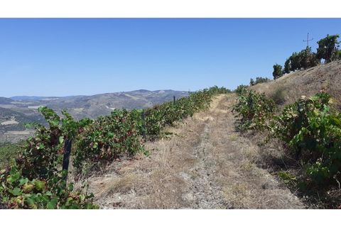 Farm i Valenca do douro, Viseu, Valenca do douro - € 330.000 | Ref: LMG_3859 - N - foto 29