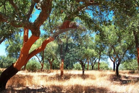 Masia a Avis, Portalegre, Avis - € 3.975.000 | Ref: 124151032-235 - foto 4