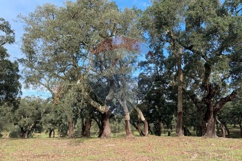 Masia a Avis, Portalegre, Avis - € 3.975.000 | Ref: 124151032-235 - foto 6