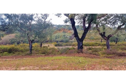 Masia a Avis, Portalegre, Avis - € 3.975.000 | Ref: 124151032-235 - foto 19