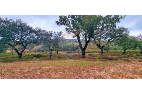 Masia a Avis, Portalegre, Avis - € 3.975.000 | Ref: 124151032-235 - foto 22
