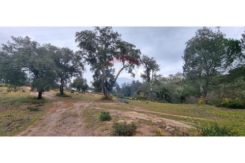 Masia a Avis, Portalegre, Avis - € 3.975.000 | Ref: 124151032-235 - foto 41