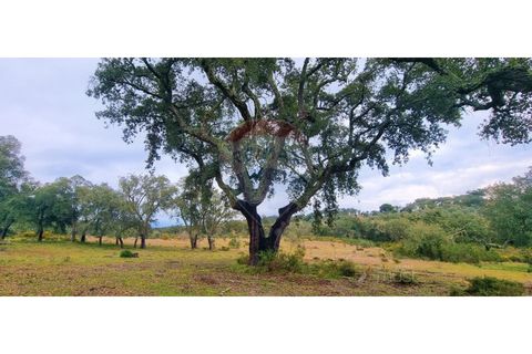 Masia a Avis, Portalegre, Avis - € 3.975.000 | Ref: 124151032-235 - foto 42