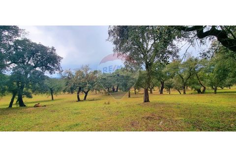 Masia a Avis, Portalegre, Avis - € 3.975.000 | Ref: 124151032-235 - foto 45