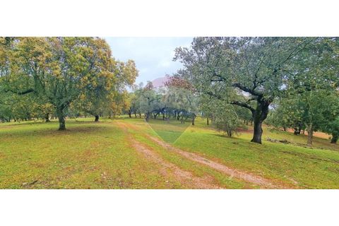 Masia a Avis, Portalegre, Avis - € 3.975.000 | Ref: 124151032-235 - foto 46