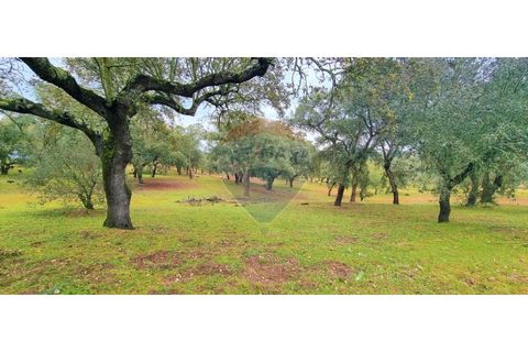 Masia a Avis, Portalegre, Avis - € 3.975.000 | Ref: 124151032-235 - foto 47