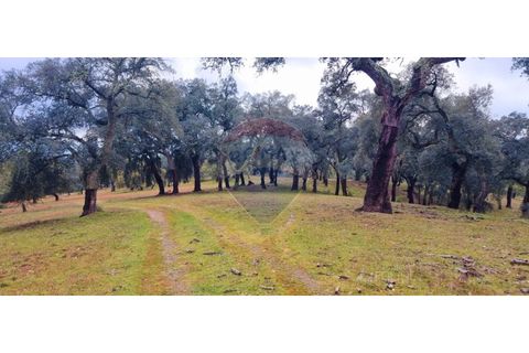 Masia a Avis, Portalegre, Avis - € 3.975.000 | Ref: 124151032-235 - foto 48
