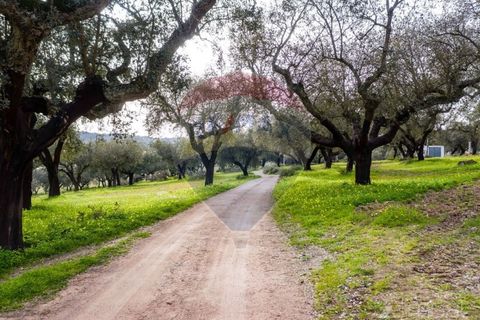 Farm i Estremoz, Evora, Estremoz - € 295.000 | Ref: 124151054-58 - foto 5